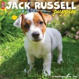Willow Creek Press Jack Russell Puppies 2026 12 X 12 Wall Calendar