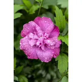 PlantaPro Hibiscus syriacus 'Magenta Chiffon' 60-80 cm – Winterhart, Mehrjährig, Pflegeleicht – Gartenhibiskus (Straucheibisch) – Heckenpflanze für Garten & Sichtschutz