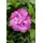 PlantaPro Hibiscus syriacus 'Magenta Chiffon' 60-80 cm – Winterhart, Mehrjährig, Pflegeleicht – Gartenhibiskus (Straucheibisch) – Heckenpflanze für Garten & Sichtschutz