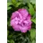 PlantaPro Hibiscus syriacus 'Magenta Chiffon' 60-80 cm – Winterhart, Mehrjährig, Pflegeleicht – Gartenhibiskus (Straucheibisch) – Heckenpflanze für Garten & Sichtschutz