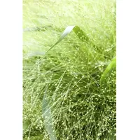 Pflanzen Für Dich Panicum virgatum, Rutenhirse, ca. 9x9 cm