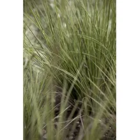 Pflanzen Für Dich Carex brunnea 'Verde', Japan-Segge, immergrün, 2