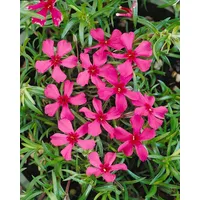 Pflanzen Für Dich Phlox subulata 'Scarlet Flame' Teppichphlox, leuchtend