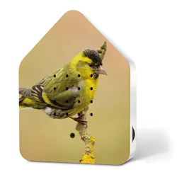 Relaxound Zwitscherbox Special Edition Spring24 Eurasian Siskin