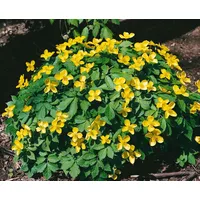 Pflanzen Für Dich Hylomecon japonicum, Japanische Waldmohn, gelb, ca.