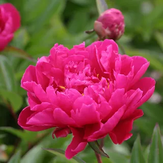 Pfingstrose Karl Rosenfield - Rose stark duftend und winterhart -Paeonia lactiflora- Blüten der Blume dunkel-rot - Pflanze von Garten Schlüter