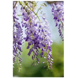 Wisteria sinensis 'Prolific', Chinesischer Blauregen, 60–100 cm