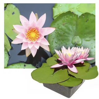 Echte Seerosen Winterhart im bunten Mix Teich Pflanzen, Aquarium Pflanzen Teichpflanzen im Pflanzkorb Wasserpflanzen Seerose Nymphaeae Anzuchtset Teichpflanzen winterhart (1 Seerose Rosa)