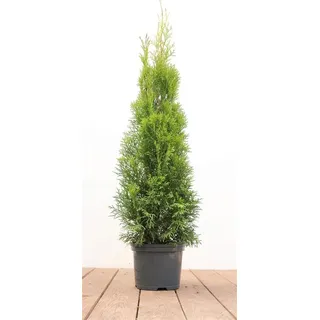PlantaPro Thuja occidentalis 'Smaragd', Lebensbaum, immergrün, 60–80 cm