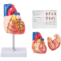 VEVOR Lebensgroßes Menschliches Herzmodell, 2-teiliges 1:1-Anatomisches Herzmodell, Menschliches Herz Modell mit Markenzeichen für Anatomie 109 x 109 x 215 mm, PVC Basis für Schulunterricht