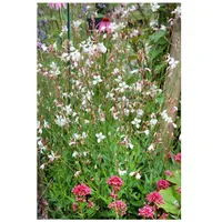 Pflanzen Für Dich Gaura lindheimerii 'Summer Breeze', Prachtkerze, ca.