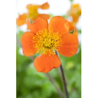 Pflanzen Für Dich Geum coccineum 'Borisii', Nelkenwurz, leuchtend orange,