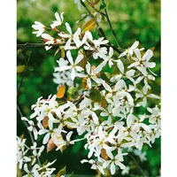 Pflanzen Für Dich Amelanchier alnifolia 'Robin Hill', Felsenbirne, 60–100