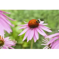 Pflanzen Für Dich Echinacea purpurea 'Magnus' p 0,5