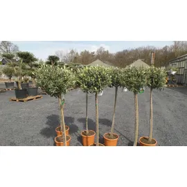 grünwaren Olivenbaum Olive 160 - 180 cm Hochstamm, beste Qualität, winterhart