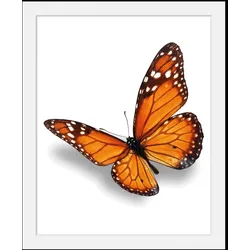 queence Bild »Evelina«, Schmetterlinge-Kunst-Insekten-historische Ereignisse, (1 St.), HD Premium Poster-Druck inkl. Holzrahmen queence Farbe Rahmen: schwarz + Farbe Bild(er): grau