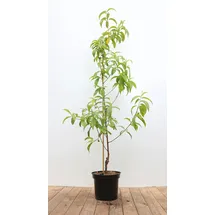 Pflanzen Für Dich Prunus nucipersica 'Flavortop', Nektarine, gelb, 150–200 cm