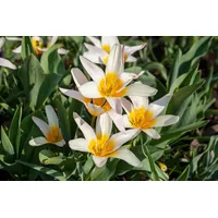Pflanzen Für Dich Tulipa tarda, Wildtulpe, gelb-weiß, ca. 9x9