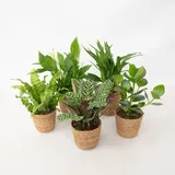Plant in a Box - Luftreinigende Zimmerpflanzen - 5 Stk - Inklusive Korb - Höhe 25-40cm - Topf 12cm