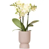 Kolibri Orchideen | gelbe Phalaenopsis-Orchidee - Mexiko - Topfgröße Ø9cm | blühende Zimmerpflanze - frisch vom Züchter