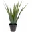 Europalms Aloe-Vera Pflanze, 60cm