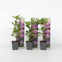Plant in a Box - Rhododendren - 3 Stk - Rhododendron 'catawbiense purple' - Höhe 25-40cm - Topf 9cm