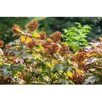 PlantaPro Hydrangea quercifolia 'Amethyst' 40-60 cm - Eichenblatthortensie, rosa