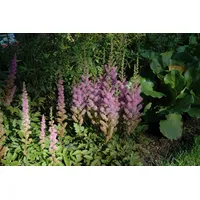 Pflanzen Für Dich Astilbe chin.var.taquetii 'Superba' p 0,5