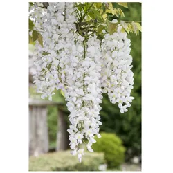 Wisteria frutescens 'Nivea', Amerikanische Glyzinie, weiß, 40–60 cm