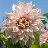Plant in a Box - Dahlien - 3er Set - Dahlia 'Café au lait Twist' - Dahlienknollen - Rosa Blüten