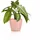 LECHUZA Classico Color 14 Ø 15 x 13,5 cm Rosa