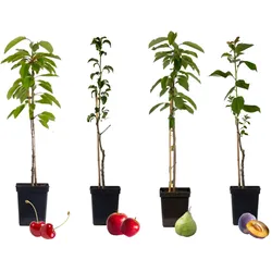 Plant in a Box Obstbaumen - Kirsch-, Birnen-, Apfel-, Pflaumenbaum Höhe 60-70cm