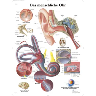 3B Scientific Lehrtafel - Das menschliche Ohr