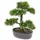 Emerald Kunstpflanze Bonsai Zeder Grün 32 cm