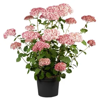Pflanzen für Dich Gehölze Hydrangea arborescens Pink Annabelle, 1 St., Waldhortensie, Schneeballhortensie rosa