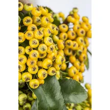 PlantaPro Pyracantha 'Soleil d'Or' 100–125 cm – Winterhart, Immergrün, Pflegeleicht – Feuerdorn – Heckenpflanze für Garten & Sichtschutz