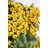 PlantaPro Pyracantha 'Soleil d'Or' 100–125 cm – Winterhart, Immergrün, Pflegeleicht – Feuerdorn – Heckenpflanze für Garten & Sichtschutz