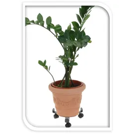 PROGARDEN Pflanzenroller grau