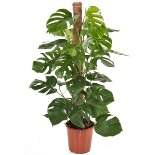 Plant in a Box - Monstera deliciosa - Topf 24cm - Höhe 120-130cm