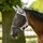 Busse Fliegenmaske Fly Guard II Plus Pony schwarz