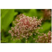 Pflanzen Für Dich Ceanothus pallidus 'Marie Simon', Säckelblume, rosa,
