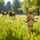 Out of the Blue Happy Horse Pferd Braun