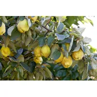 Pflanzen Für Dich Cydonia 'Birnenquitte', Birnenquitte, 40 cm Stammhöhe