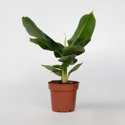 Plant in a Box - Bananenpflanze - Musa 'Oriental Dwarf' - Höhe 25-40cm - Pot 12cm