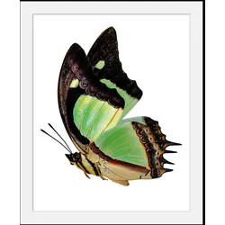 queence Bild »Charly«, Schmetterlinge-Kunst-Insekten-historische Ereignisse, (1 St.), HD Premium Poster-Druck inkl. Holzrahmen queence Farbe Rahmen: schwarz + Farbe Bild(er): grau