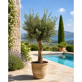 Blumen-Senf XXL Olivenbaum 25–30 Jahre alt Olea Europaea Hochstamm, 160–200 cm, Stammumfang 20 cm Mediterraner Olivenbaum
