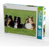 Calvendo Sheltie (Puzzle)