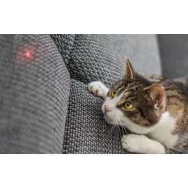PETONEER Smart Dot intelligenter Spiellaser für Hunde/Katzen + Überraschung für die Katze spielen Smart