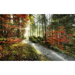 Vliestapete KOMAR "Digitaldruck Vlies - Feuerzungen - Größe 450 x 280 cm", bunt, B:450m L:280m, Vlies, Tapeten, Wohnzimmer, Schlafzimmer