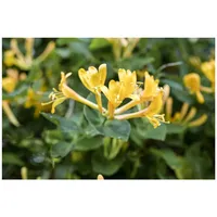 Pflanzen-für-dich.de Lonicera heckrottii, Geißblatt, duftend, 40–60 cm